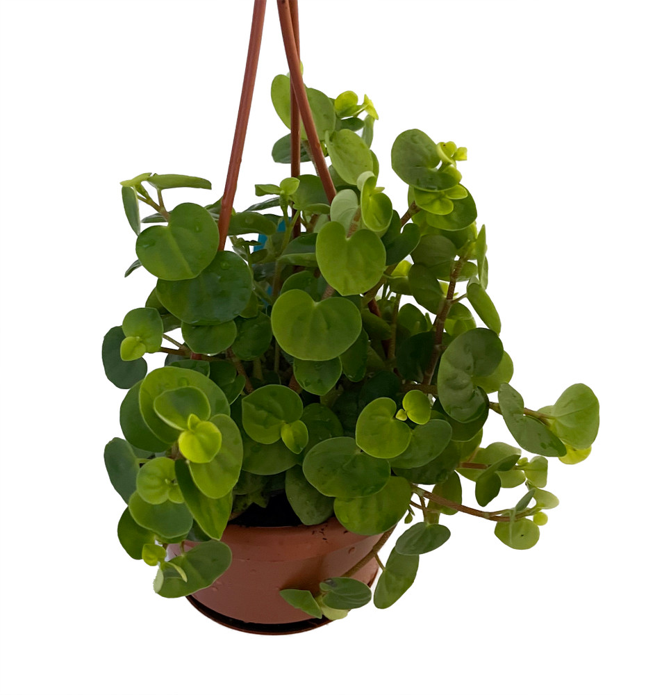 Bitcoin Chinese Money Plant -  Peperomia coin - 4" Mini Hanging Basket