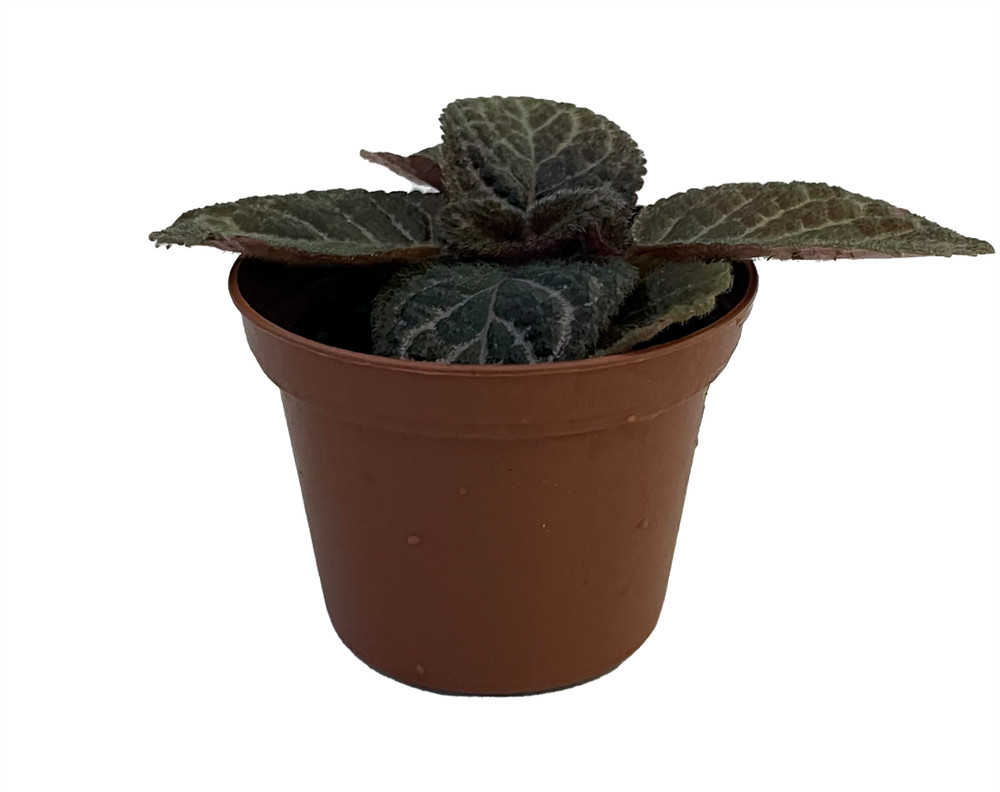 Chocolate Cream Flame Violet - Episcia - 2.5" Pot - Great House Plant