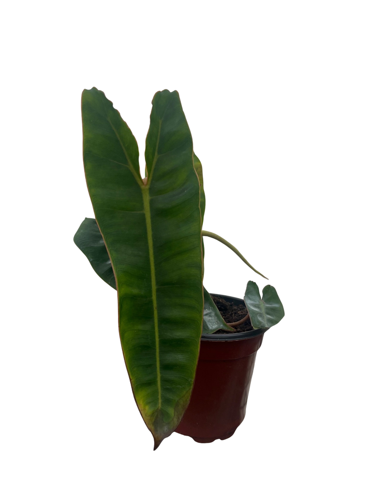 Rare Billietiae Philodendron - 4" pot