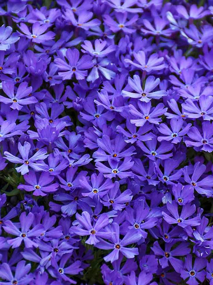 Violet Pinwheels Phlox Perennial - Quart Pot