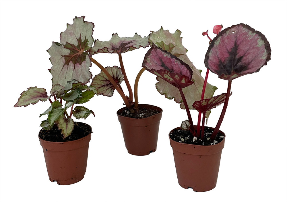 Assorted Rex Begonia Plants - 3 Plants - 2" Pots - Great Houseplant