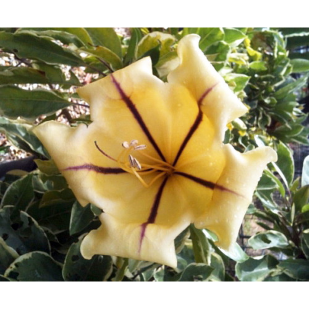 Variegated Golden Chalice Vine - Solandra - Intoxicating Vanilla Scent - 4" Pot