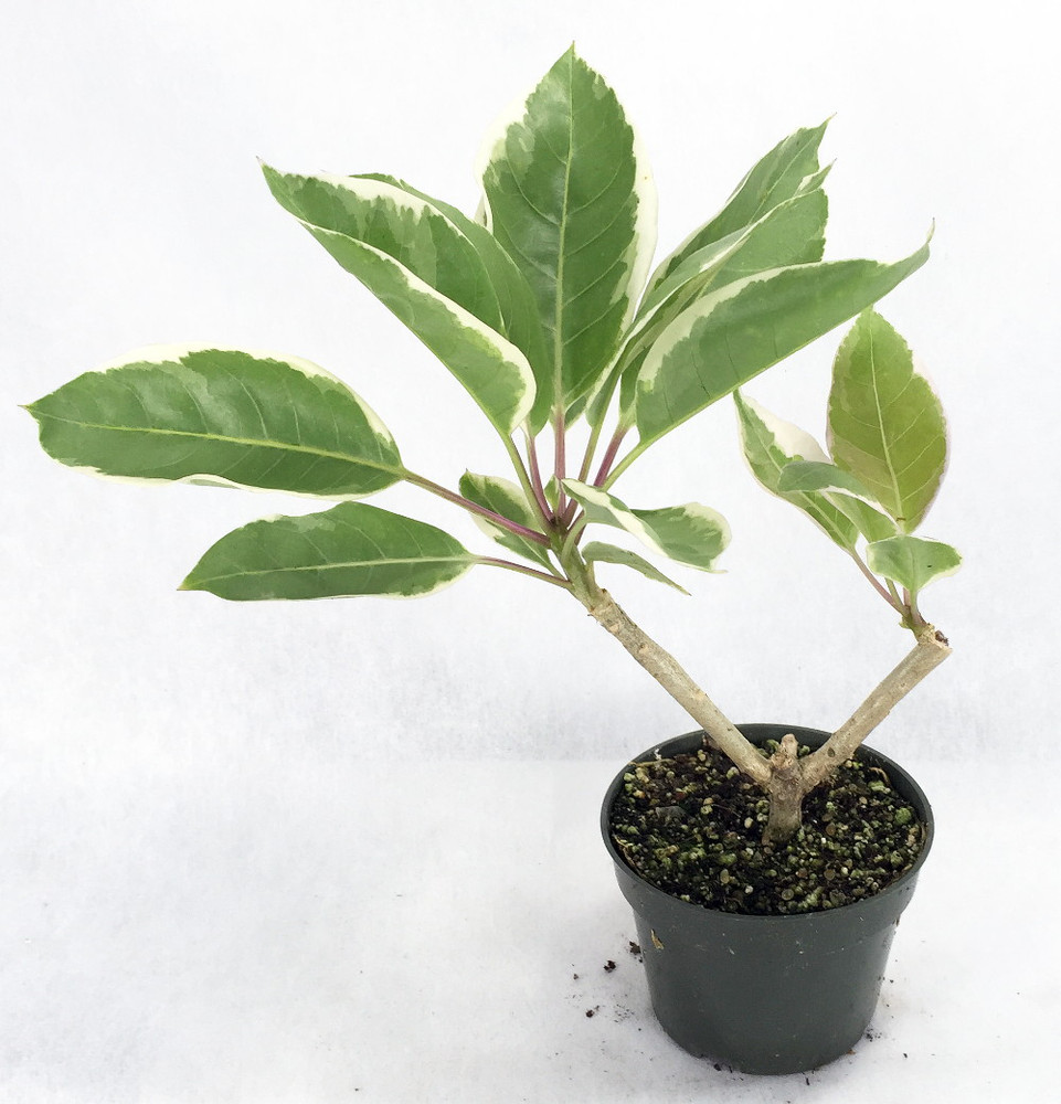 Variegated Golden Chalice Vine - Solandra - Intoxicating Vanilla Scent - 4" Pot