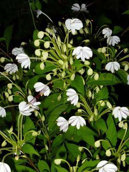 Musical Notes Plant - Clerodendrum incisum - Indoors/Out or Bonsai - 4" Pot