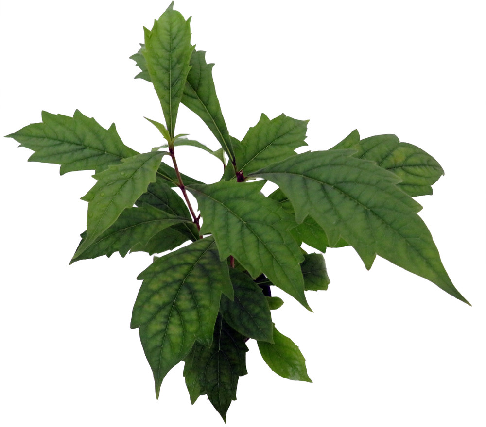 Musical Notes Plant - Clerodendrum incisum - Indoors/Out or Bonsai - 4" Pot