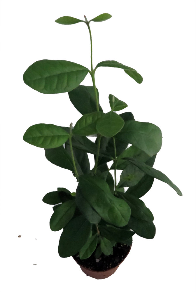 Pineapple Guava Plant - Feijoa - Acca sellowiana - 4" Pot