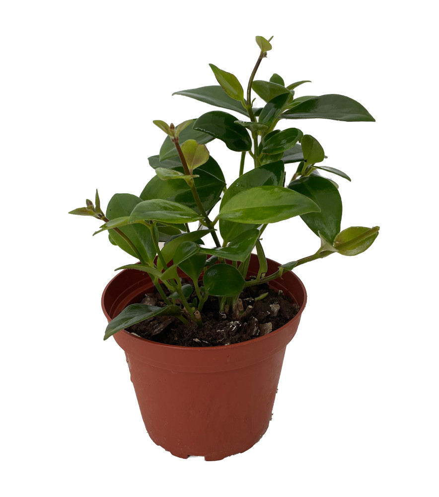 Mona Lisa Lipstick Plant 4" Pot - Aeschynanthus -