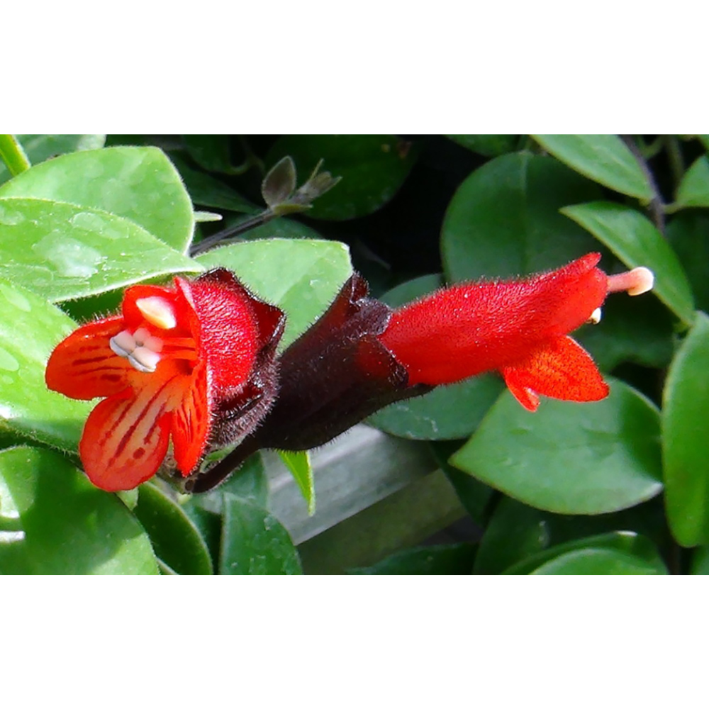 Mona Lisa Lipstick Plant 4" Pot - Aeschynanthus -