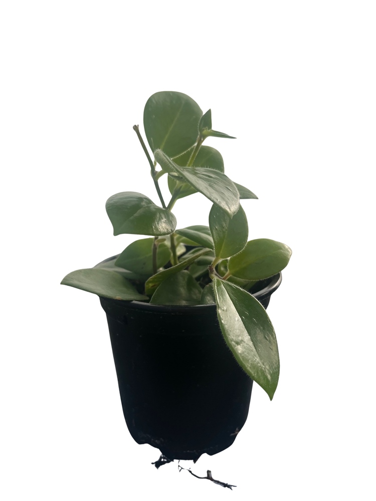 Mona Lisa Lipstick Plant 4" Pot - Aeschynanthus -