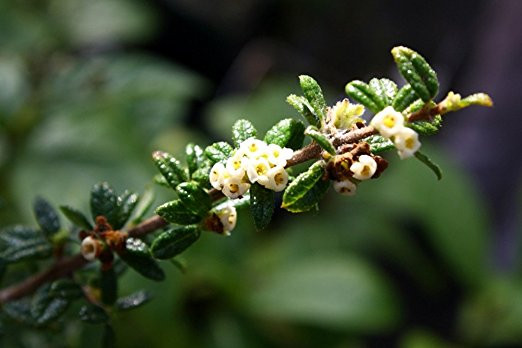 Bahama Berry - Mounjean Tea - Nashia inaguensis - 6" Pot - Herbal Tea