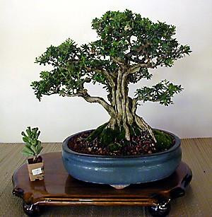 Bahama Berry - Mounjean Tea - Nashia inaguensis - 6" Pot - Herbal Tea