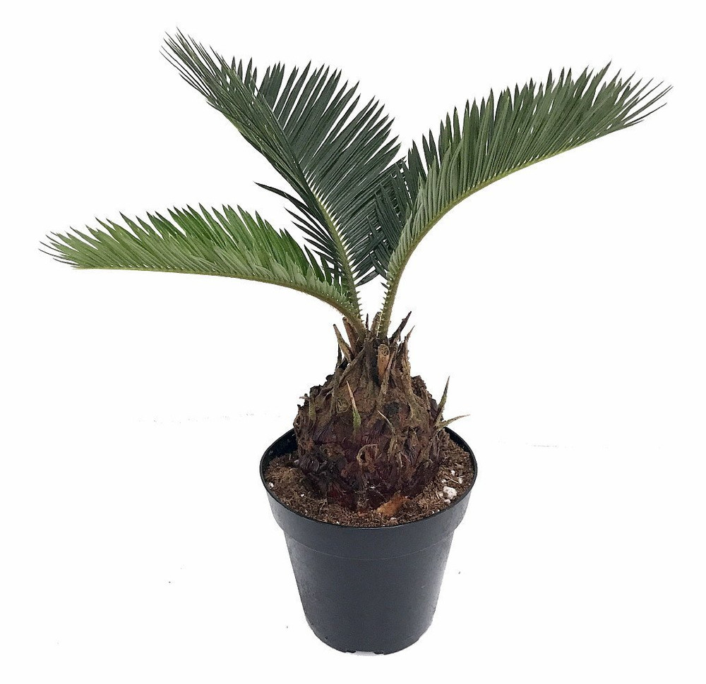 Japanese Sago Palm - 6" Pot - Cyas revoluta - Living Fossil Plant -Easy to Grow