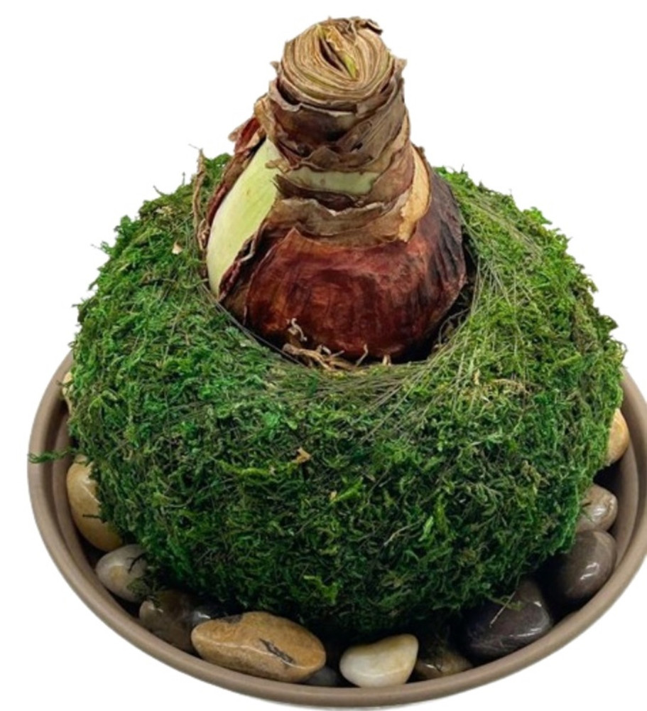 Red Lion Amaryllis/Large Bulb Growing in a Moss Ball "Kokedama"