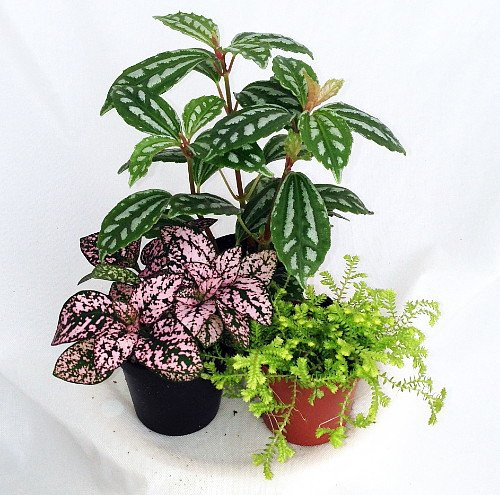 buy peace lily 3-5 FT Sensation Peace Lily  Dahing Plants