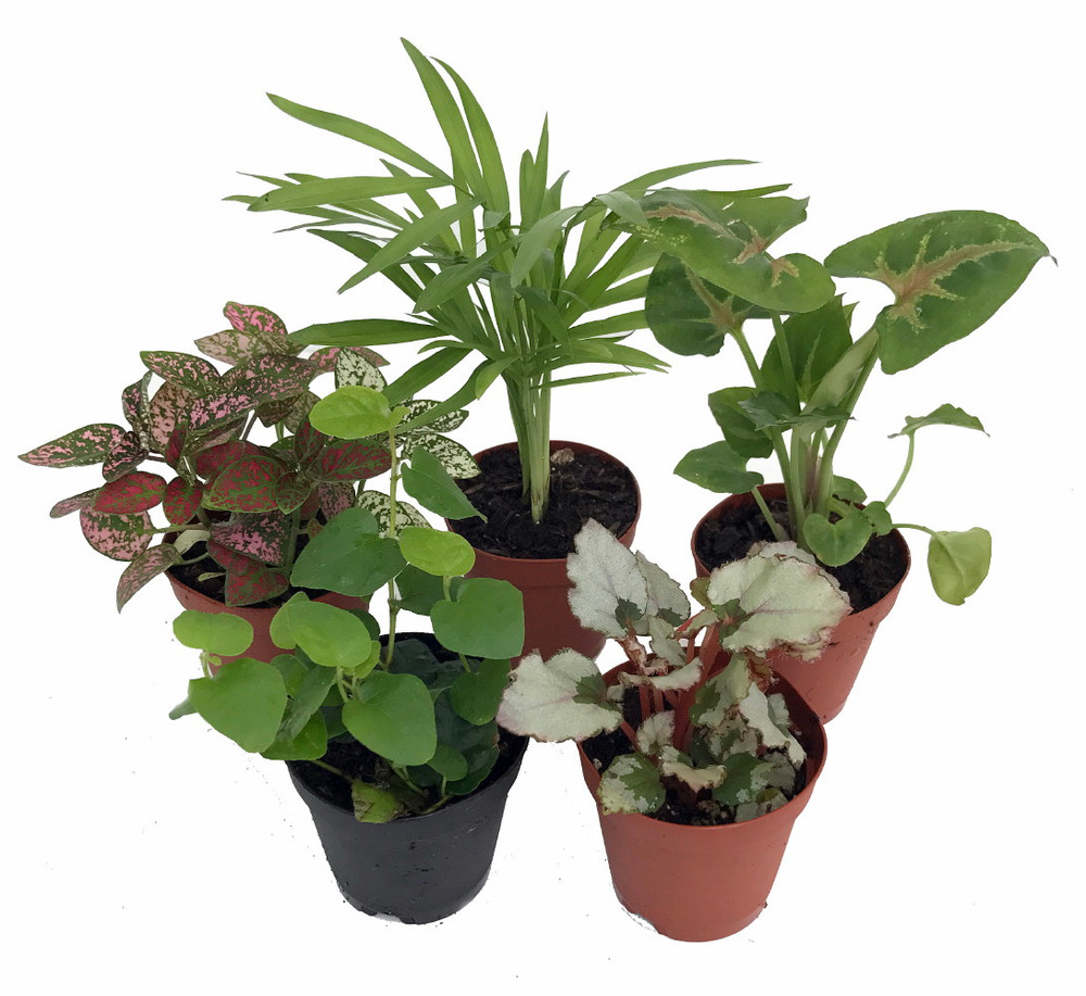 Terrarium & Fairy Garden Plants - 5 Plants in 2" pots