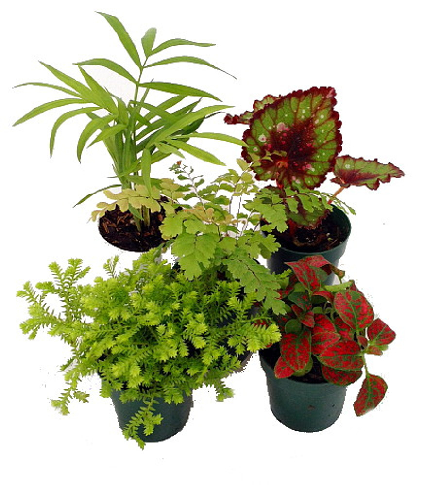 Terrarium & Fairy Garden Plants - 10 Plants in 2.5 pots Unique-Jmbamboo