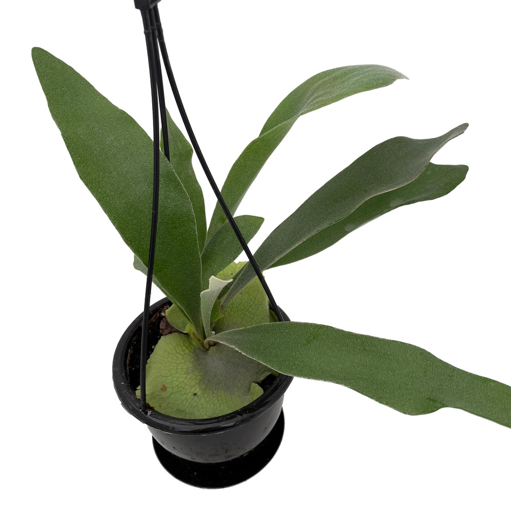 Staghorn Fern - Platycerium bifurcatum - 4.5" Black Hanging Basket