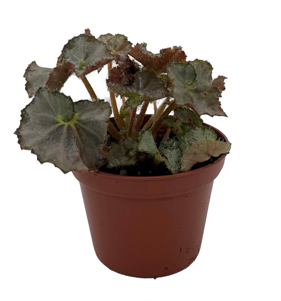 Five and Dime Begonia Plant - 2.5" Pot - Easy House Plant