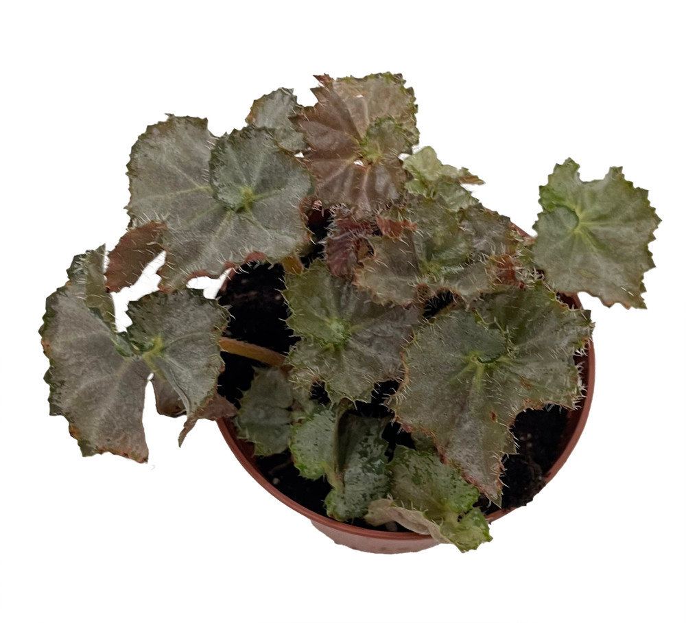 Five and Dime Begonia Plant - 2.5" Pot - Easy House Plant