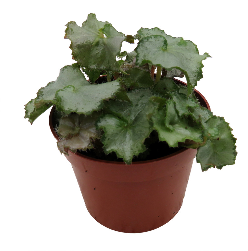 Five and Dime Begonia Plant - 2.5" Pot - Easy House Plant