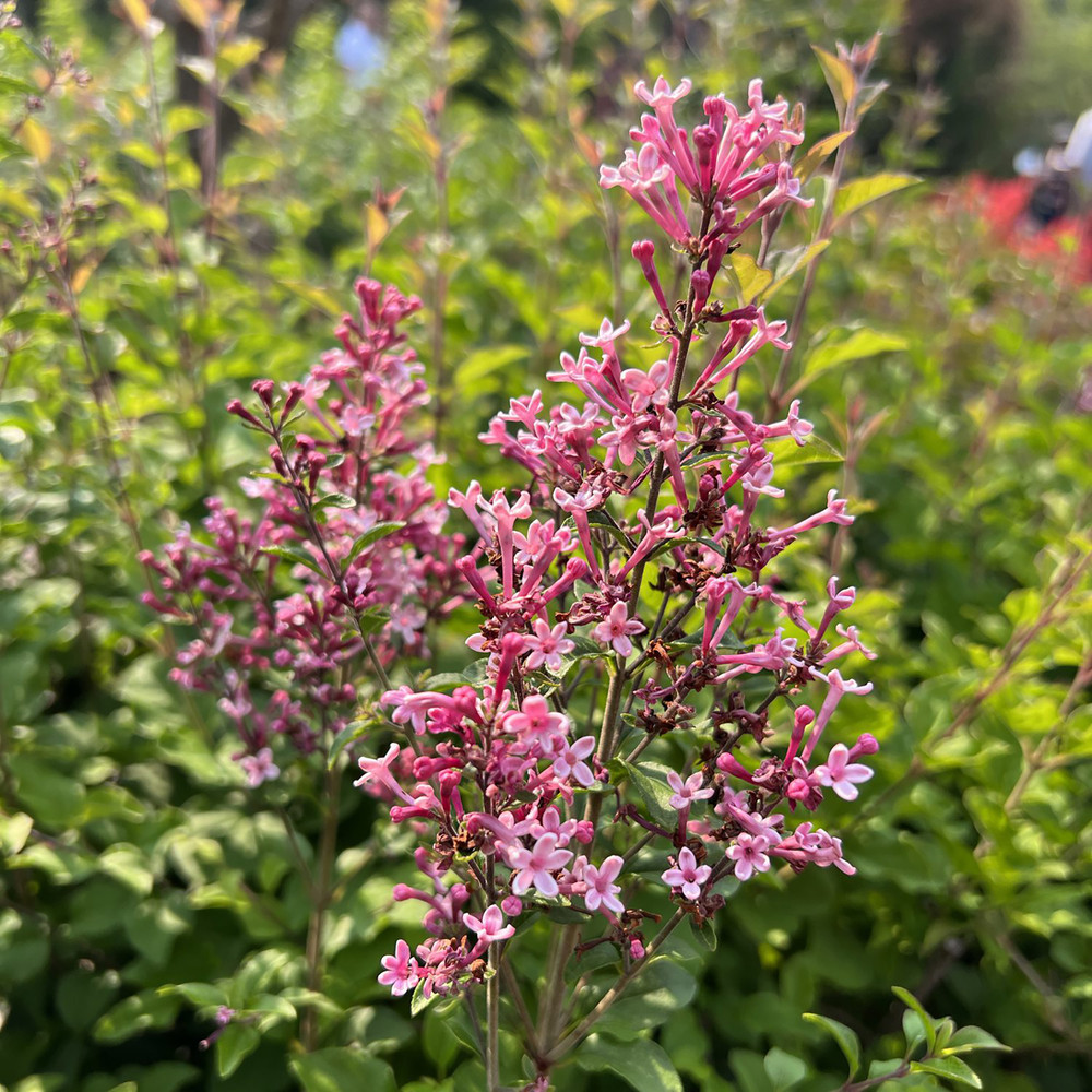 Bloomerang® Ballet™ Reblooming Lilac - Syringa - 4" Pot - Proven Winners