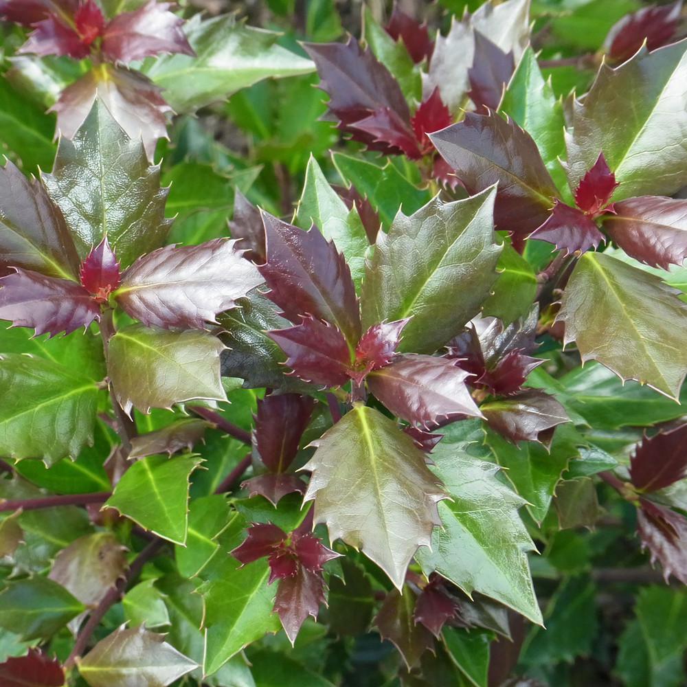 Castle Rouge™ Blue Holly - Ilex  - 4" Pot - Proven Winners