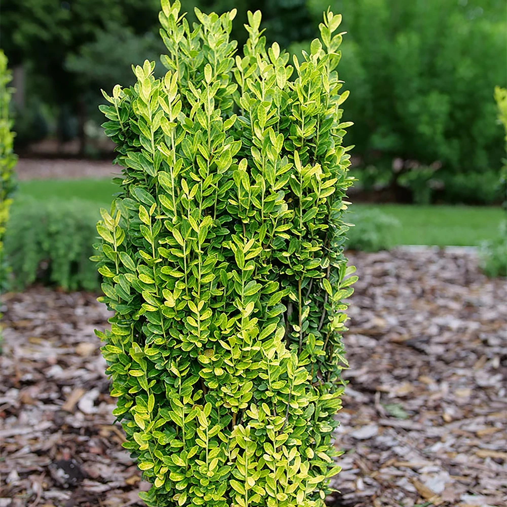 Glow Stick™ Japanese Holly- Ilex Crenata - 4" Pot - Proven Winners