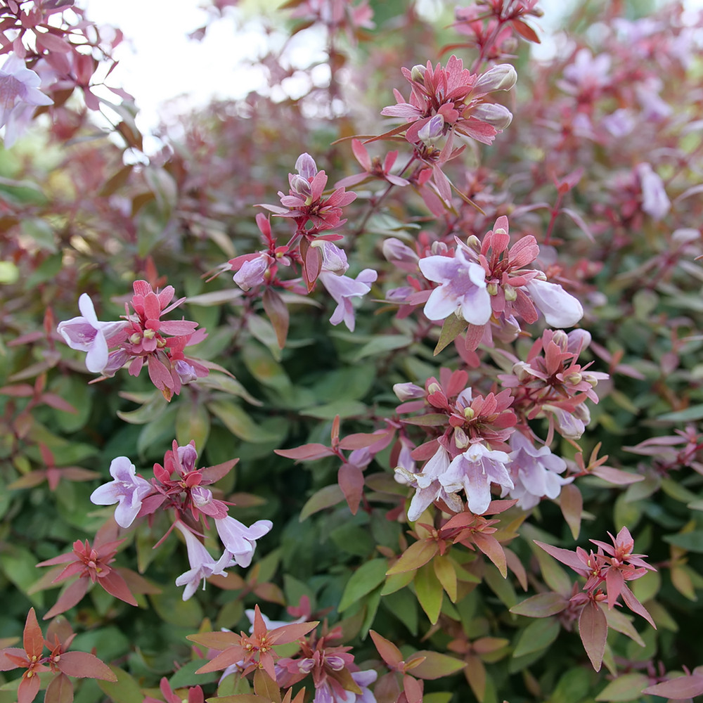 Poco Loco™ Abelia - 4" Pot - Proven Winners