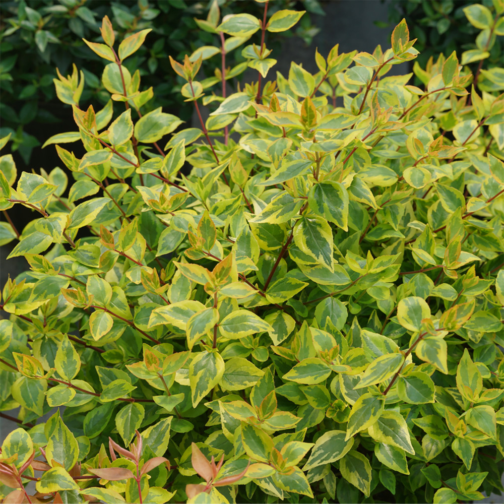 Proven Winners Brilliantina Abelia