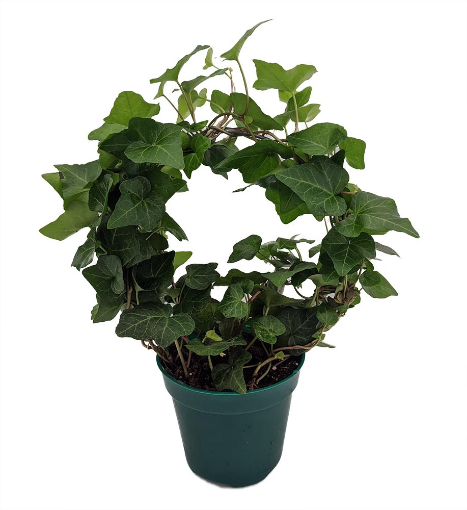 Be Mine English Ivy Hoop Trellis - 4