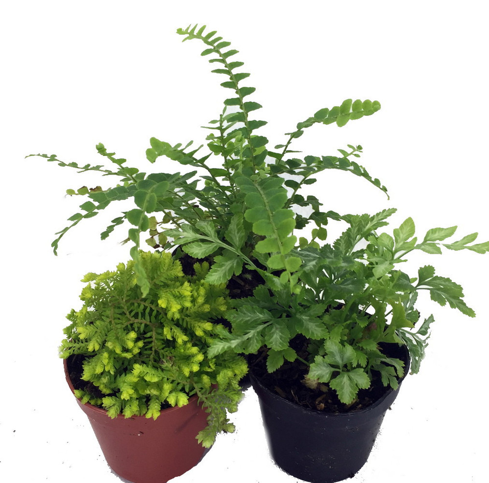 Mini Ferns for Terrariums/Fairy Garden - 3 Different Plants-2" Pots