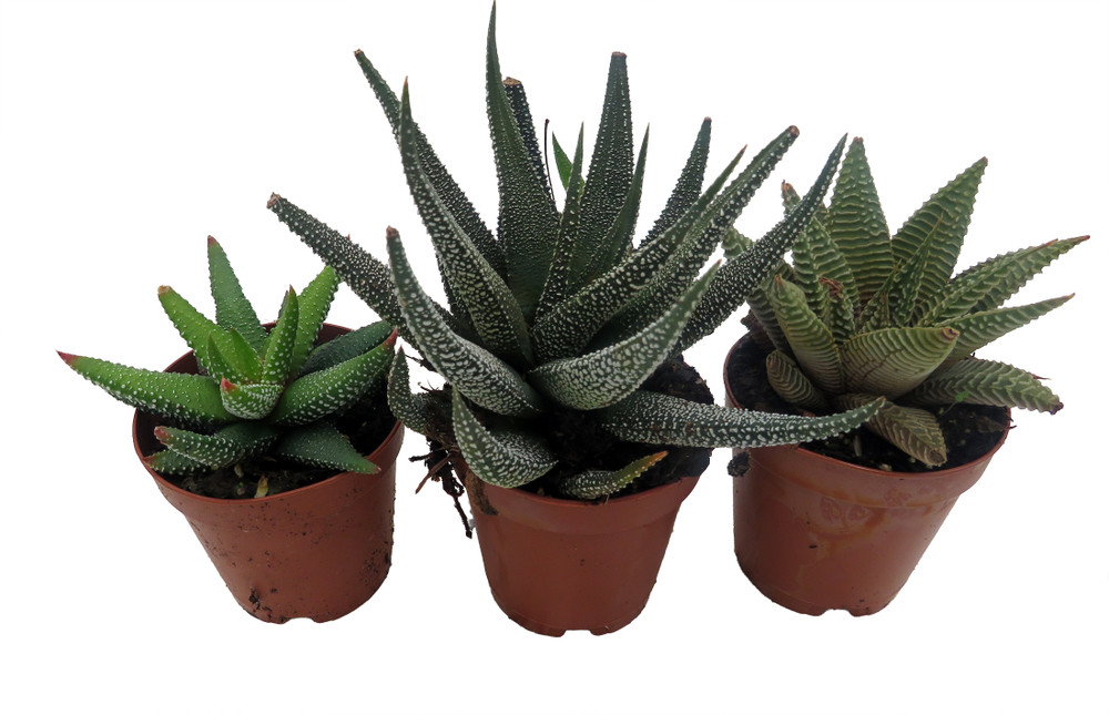 SUPER SALE - Haworthia Collection 3 Plants - 2" Pot