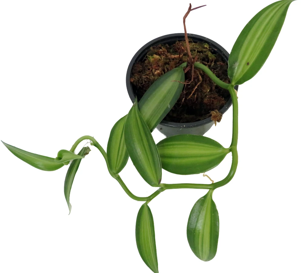 Variegated Vanilla Bean Orchid Plant - 4" Pot - Planifolia