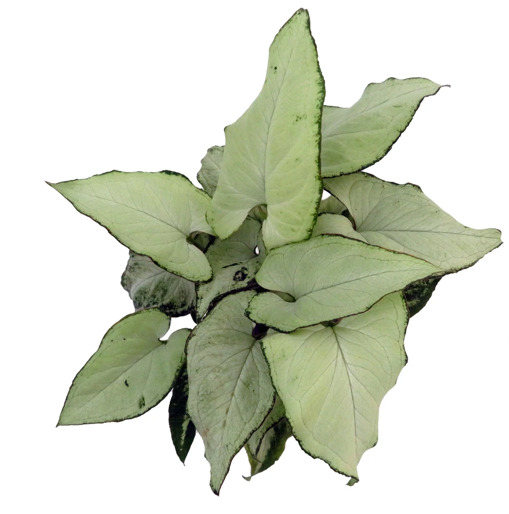 Holly Arrowhead Plant - Syngonium/Nepthytis - 4" Pot