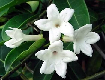 Madagascar Jasmine Plant - Stephanotis/Bridal Wreath - 4" pot