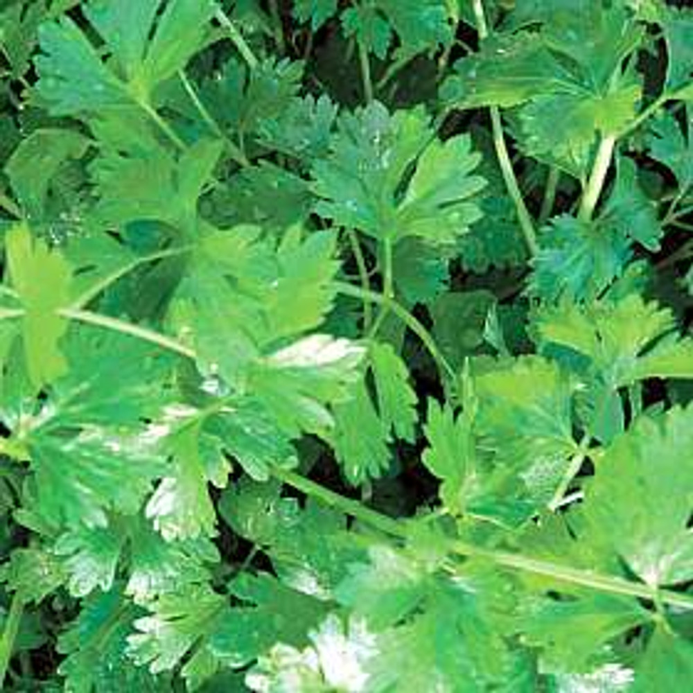 Cutting Celery Herb - 100 Seeds - Delicious!