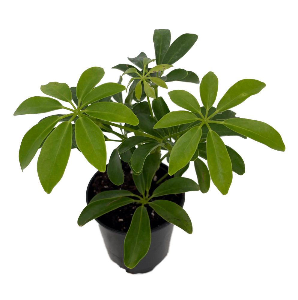 Mini Schefflera arboricola - Dwarf Umbrella Plant - 3.5" Pot