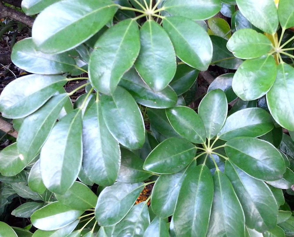 Mini Schefflera arboricola - Dwarf Umbrella Plant - 3.5" Pot