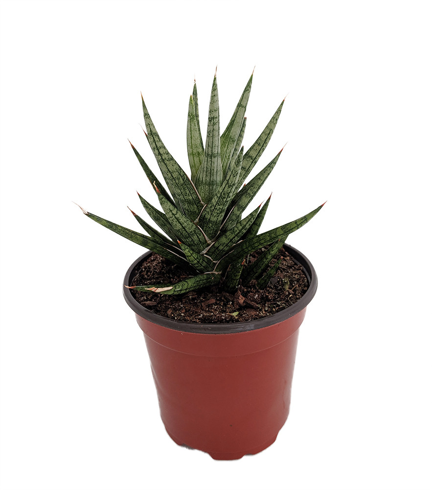 Serpentine Francisii Snake Plant - Sanseveria - 4" Pot