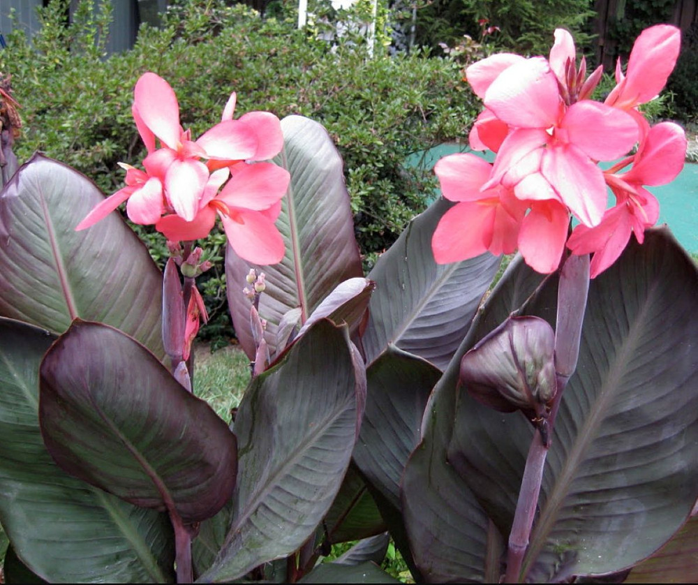 Dwarf Pink Futurity Canna Rhizome - 2/3 eyes - Burgundy Leaves