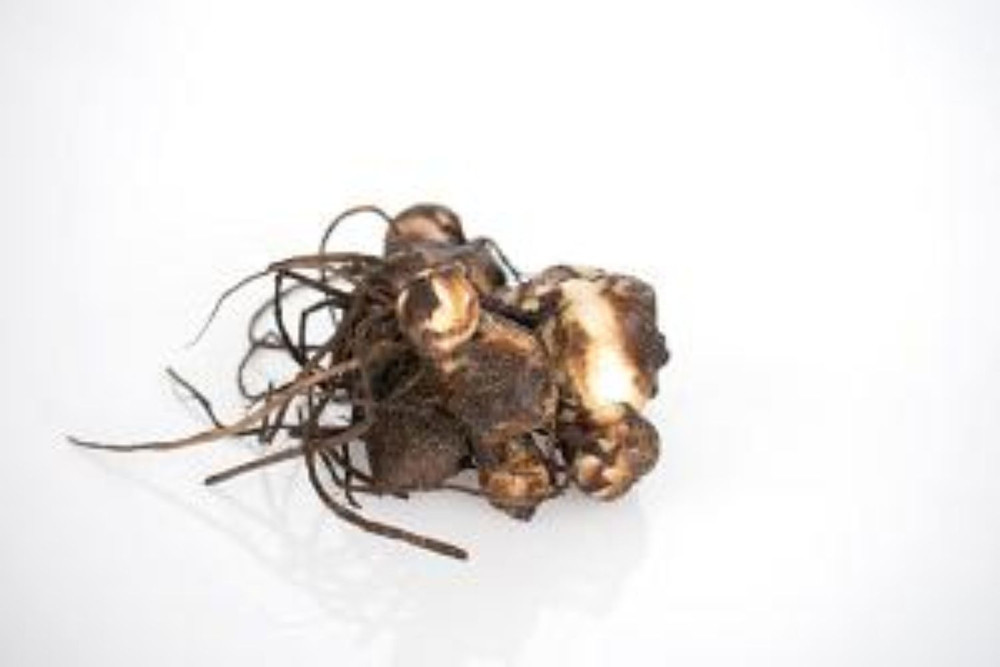 Dwarf Pink Futurity Canna Rhizome - 2/3 eyes - Burgundy Leaves