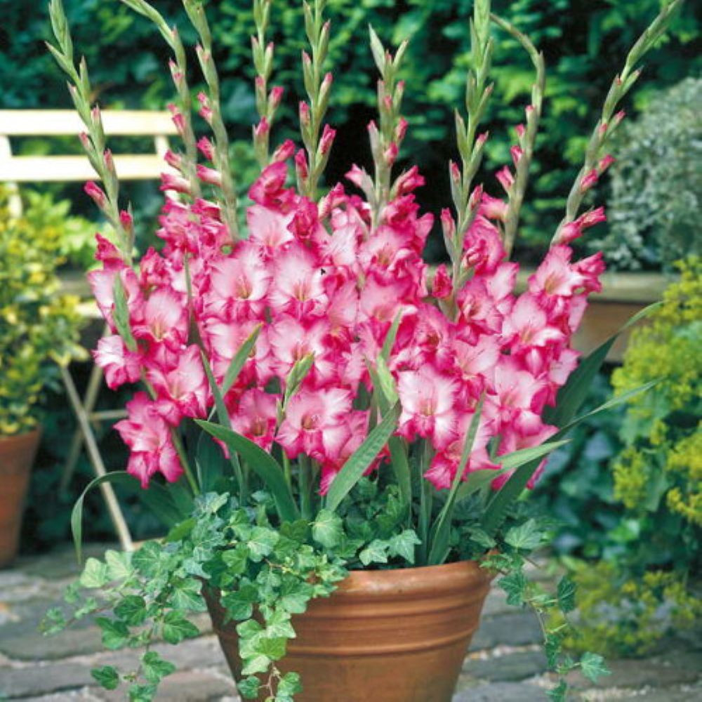 Kelly Glamini Gladiolus 10 Bulbs - NEW! - Petite - 10/12 cm - Magenta