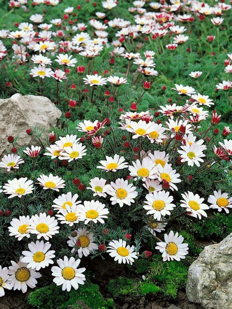 Spring Carpet Mount Atlas Daisy - Anacyclus depressus - 4" Pot
