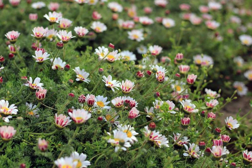 Spring Carpet Mount Atlas Daisy - Anacyclus depressus - 4" Pot