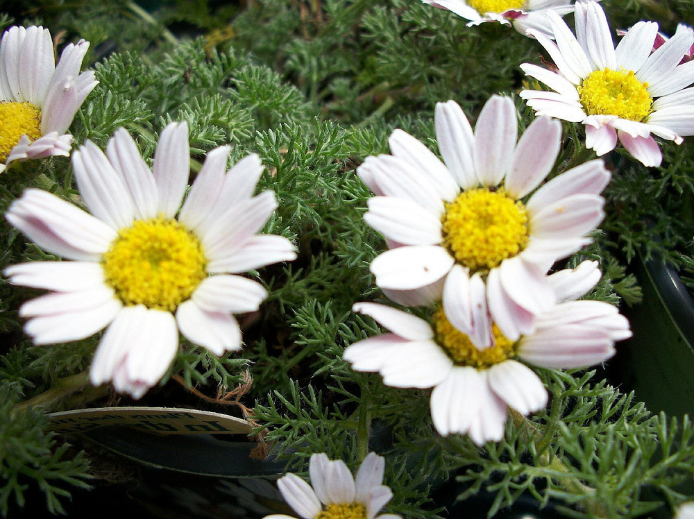Spring Carpet Mount Atlas Daisy - Anacyclus depressus - 4" Pot