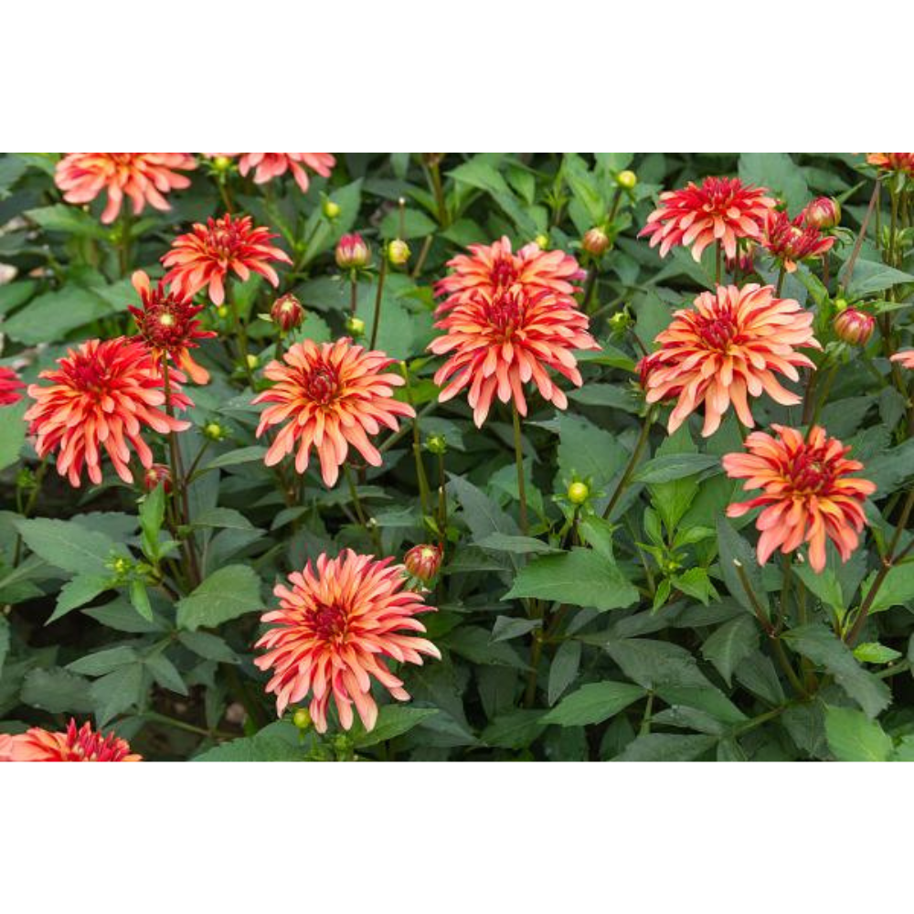 Gallery Art Deco Dahlia -1 Top Size Root Clump