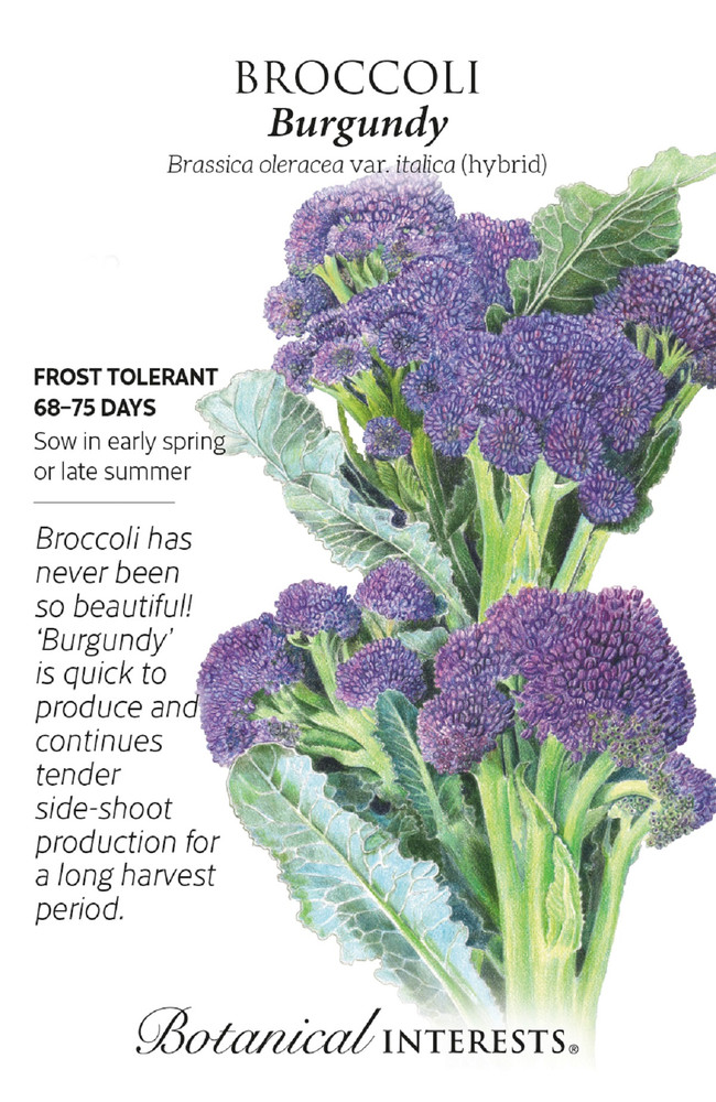 Burgundy Broccoli Seeds - 10 Seeds