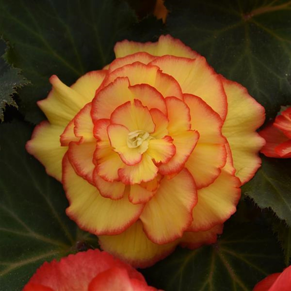Double Picotee Sunburst Begonia - 2 Bulbs - 4/5cm Bulbs