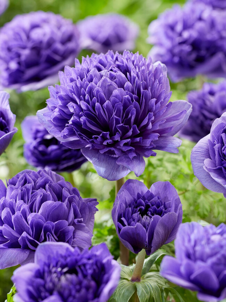 Anemone Peony Blue Windflower - 8 Bulbs - 4/5 cm Bulbs - New