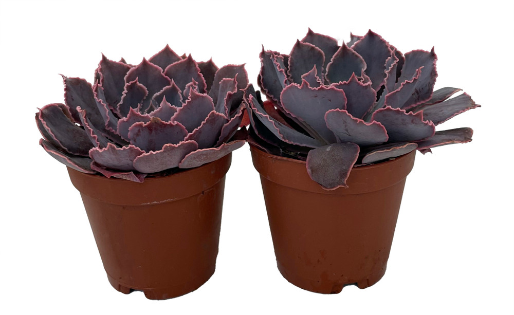 Neon Breakers Desert Rose Succulent - Echeveria - 2 Plants in 2" Pots